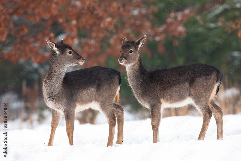 Two young fallow deer, dama dama, fawns standing on meadow in winter. Baby animal siblings looking to each other on snowy pasture. Juvenile brown mammals watching on white glade. Two young fallow deer, dama dama, fawns standing on meadow in winter. Baby animal siblings looking to each other on snowy pasture. Juvenile brown mammals watching on white glade.
