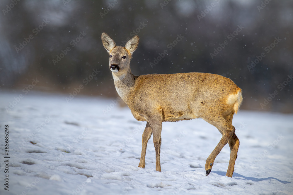 roe deer, capreolus capreolus, doe standing on white meadow while snowing. Wild mammal looking on snowy field in winter. Female animal watching on pasture. roe deer, capreolus capreolus, doe standing on white meadow while snowing. Wild mammal looking on snowy field in winter. Female animal watching on pasture.