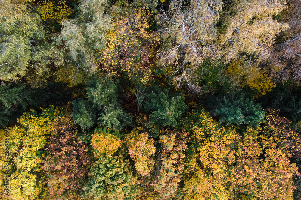 Autumn nature, aerial view of forest landscape