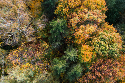 Aerial view of autumn forest  trees with yellow foliage  top view. Fall  autumn nature  aerial landscape