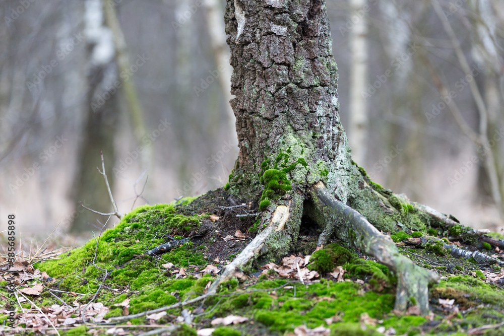 Obraz premium birch_tree