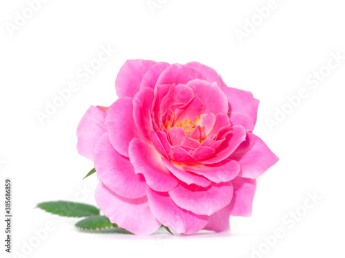 Fototapeta Naklejka Na Ścianę i Meble -  Pink of Rose flower on white background.