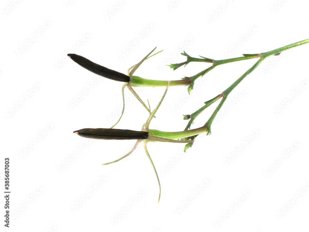 Ruellia tuberosa seeds on white background. Ruellia tuberosa seeds on white background.