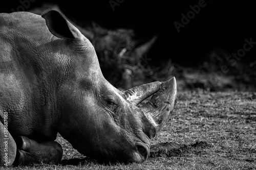 Black and white photography.white rhinoceros or square-lipped rhinoceros head lying on the ground in day light.