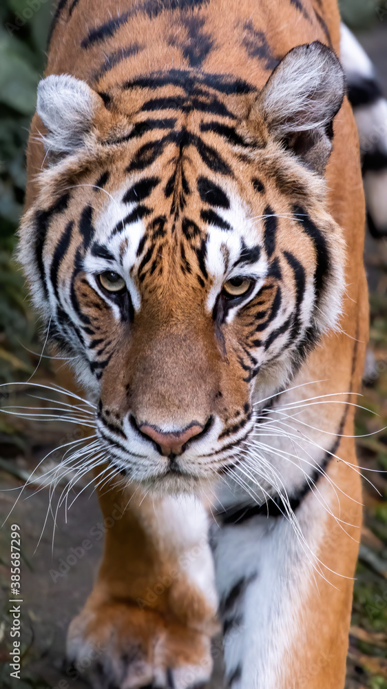Adult Sumatran Tiger in the jungle in day time. Adult Sumatran Tiger in the jungle in day time.