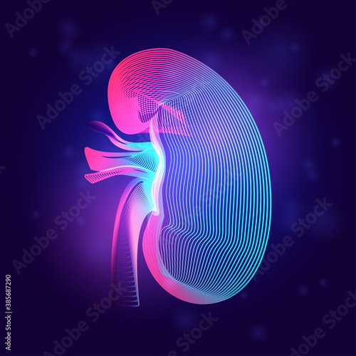 Human kidney medical structure. Outline vector illustration of body part organ anatomy in 3d line art style on neon abstract background