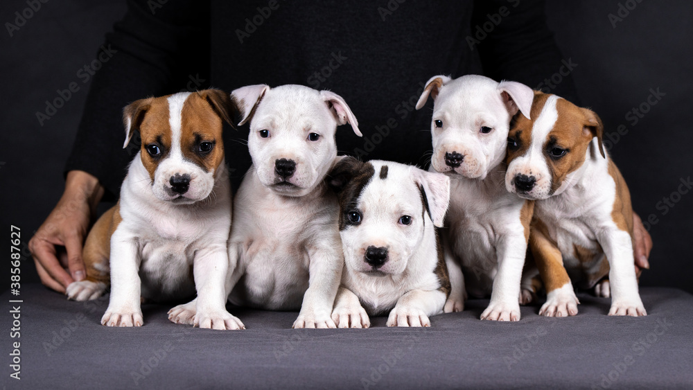 portrait of american staffordshire terrier puppies portrait of american staffordshire terrier puppies