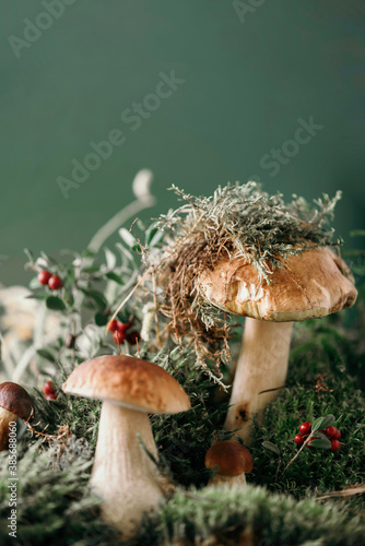 Brown boletus edulis mushroom growing in autumn green moss with red lingonberry, green grass. Autumn harvest concept. Porcini, cep mushrooms. Copy space. Organic forest food