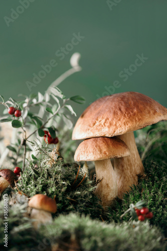 Fresh porcini mushroom in green moss. Autumn harvest concept. Boletus edulis, cep mushrooms. Copy space. Organic forest food, green grass, red lingonberry