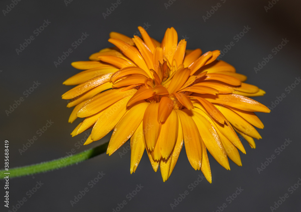 yellow orange marigold flower detail yellow orange marigold flower detail