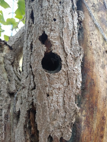 trunk