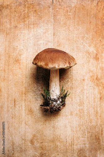Cep mushroom picking. Boletus edulis mushroom on wooden background. Copy space. Top view. Organic forest food, edible fresh picked Porcini mushroom. Autumn harvest concept.