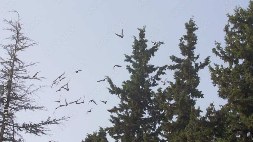 Feral pigeons in flight, Jerusalem
Slow motion shot from israel
Feral pigeons in flight, Jerusalem
Slow motion shot from israel