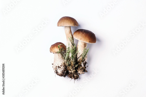Boletus edulis mushroom isolated on white background. Copy space. Top view. Organic forest food, edible fresh picked Porcini mushroom. Autumn harvest concept. Cep mushroom picking
