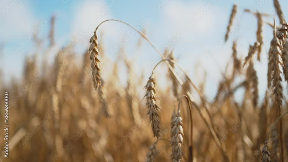 Ripe wheat ears sway from the light wind. Ripe wheat ears sway from the light wind.