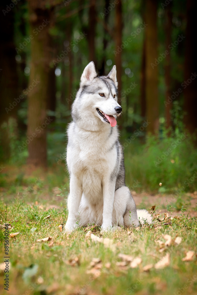 A young Siberian Husky female is sitting at the forest on the green grass. She has amber eyes, grey and white fur. A trail crossing the copse, and there are a lot of trees in the background.