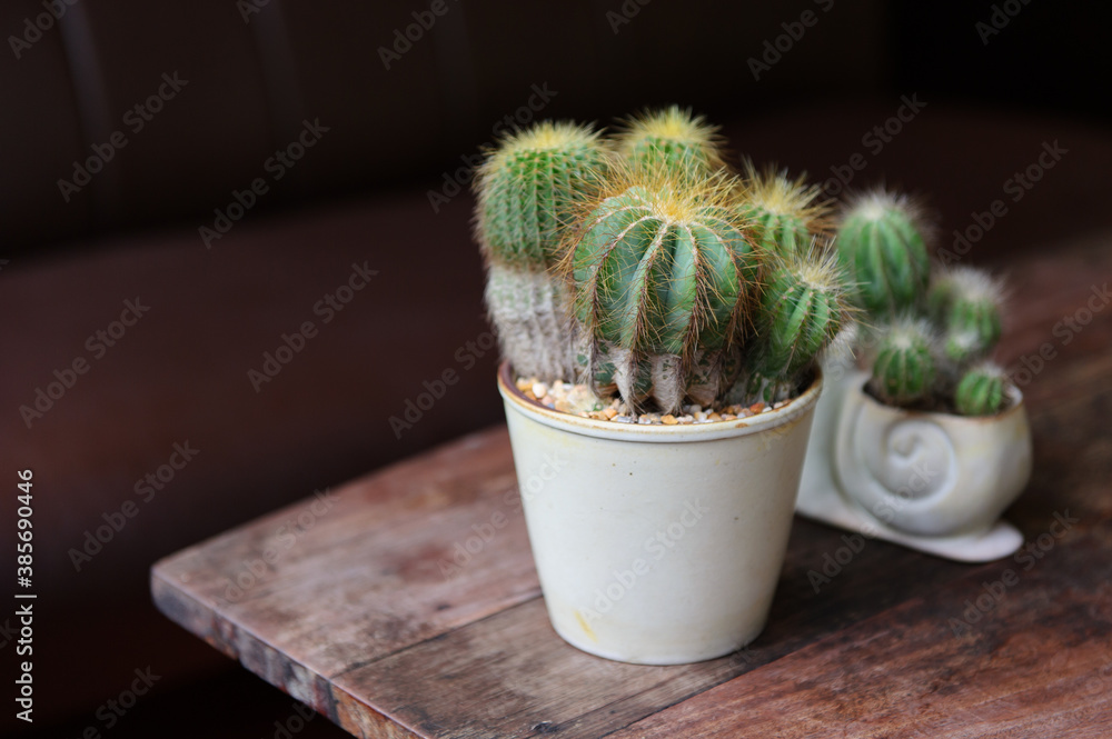 Cactus in old white pot placed on a wooden table Cactus in old white pot placed on a wooden table