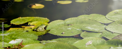 Fototapeta Naklejka Na Ścianę i Meble -  Banner a Frog resting on a lotus leaf