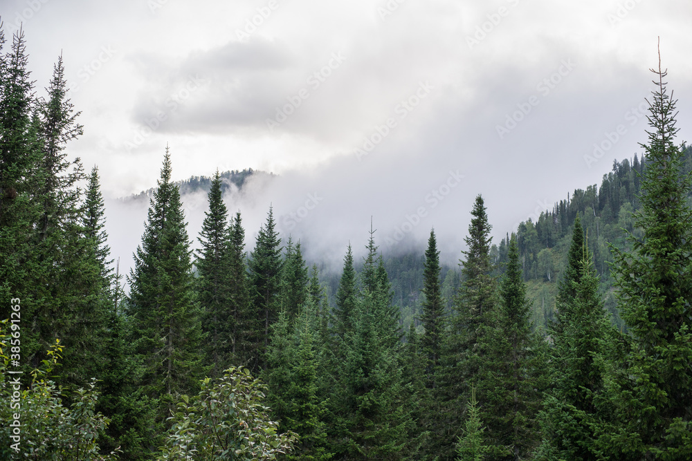 travel through the Siberian forests at different times of the year

