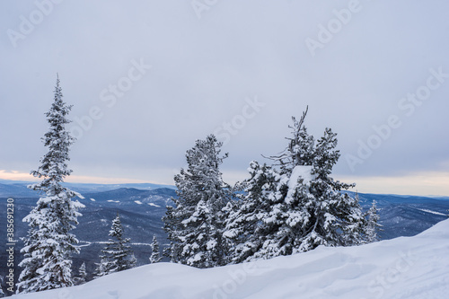 Wallpaper Mural travel through the Siberian forests at different times of the year

 Torontodigital.ca