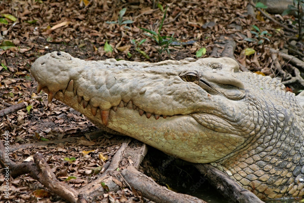 Fototapeta premium Crocodile farm in Darwin. Australia.