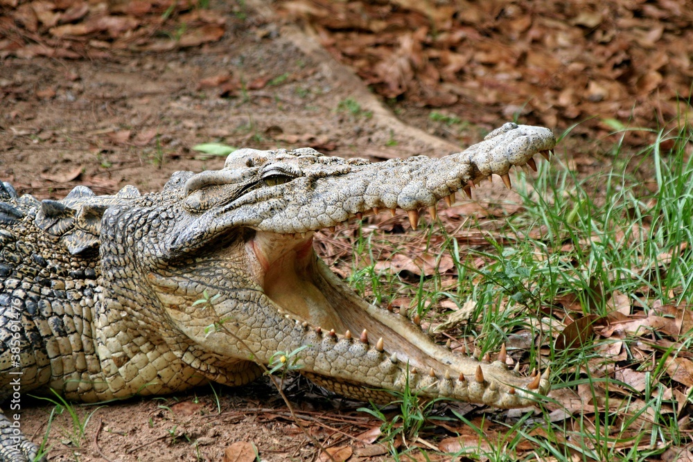Fototapeta premium Crocodile farm in Darwin. Australia.