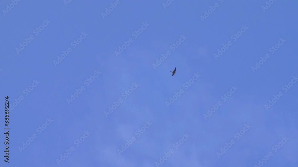 Eurasian hobby in Flight, Jerusalem, Israel
Daylight shot Jerusalem,Israel October 2020
Eurasian hobby in Flight, Jerusalem, Israel
Daylight shot Jerusalem,Israel October 2020