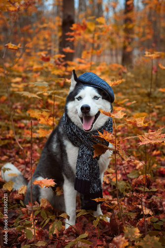 Portrait of a dog in cap and scarf on autumn background. Siberian Husky black and white colour outdoors in autumn park  tongue out. A pedigreed purebred dog