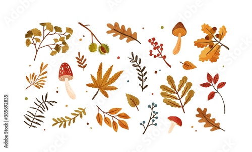 Set of dried autumn leaves, berries and mushrooms vector flat illustration. Collection of various chestnut, acorn, branches and foliage isolated on white. Beautiful seasonal rowanberries and oak leaf