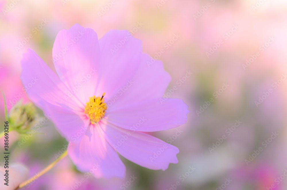 ピンクの淡い秋桜