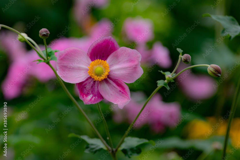 Obraz premium 秋の大雪森のガーデンのシュウメイギク