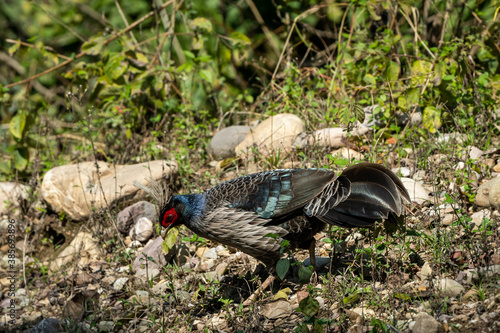 male Kalij pheasant or Lophura leucomelanos at dhikala zone of jim corbett national park or tiger reserve uttarakhand india