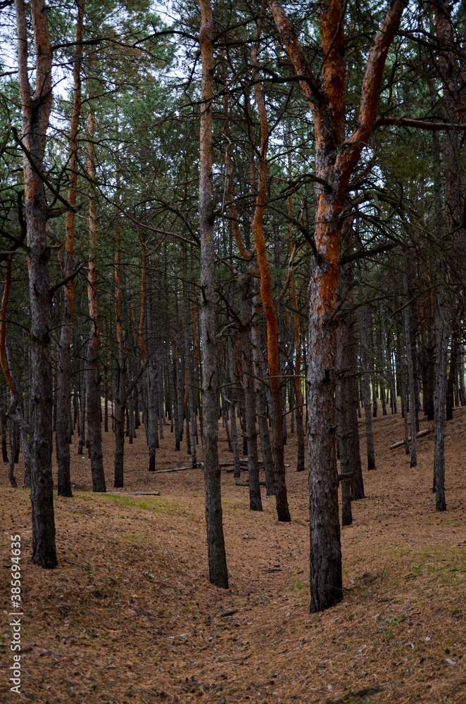 Fototapeta premium autumn in the forest