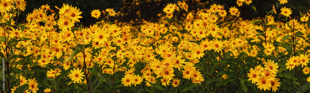 Jerusalem artichoke flowers. Panorama of an autumn field with wild flowers Jerusalem artichoke flowers. Panorama of an autumn field with wild flowers