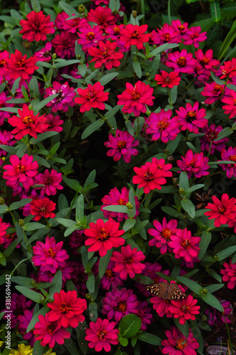 Wallpaper Mural flowers in a garden Torontodigital.ca