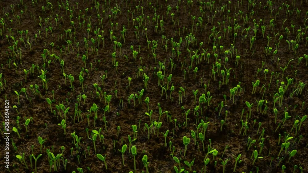 Sprouting Video Beans' seeds sprouting and growing, natural organic green vegetables ...