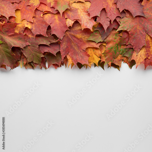 Border frame of colorful autumn leaves isolated on white background. Autumn  fall  thanksgiving day  nature concept. Flat lay  top view  copy space.