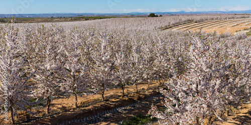 Image of blooming cherry trees in the fields over blue sky in spring