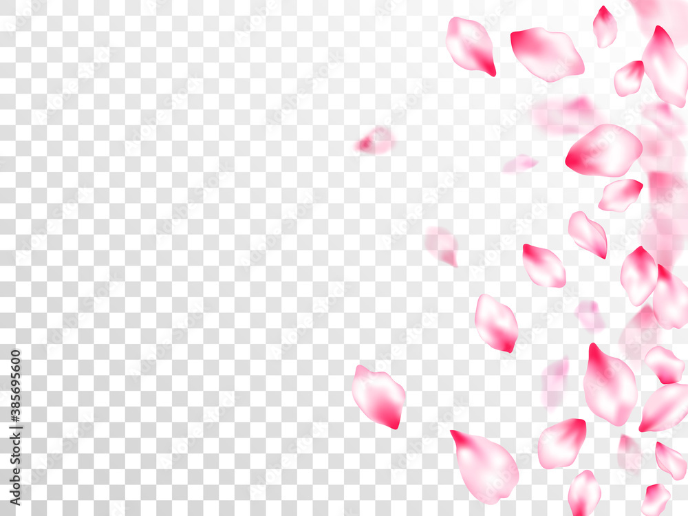 Obraz Pink cherry blossom petals isolated