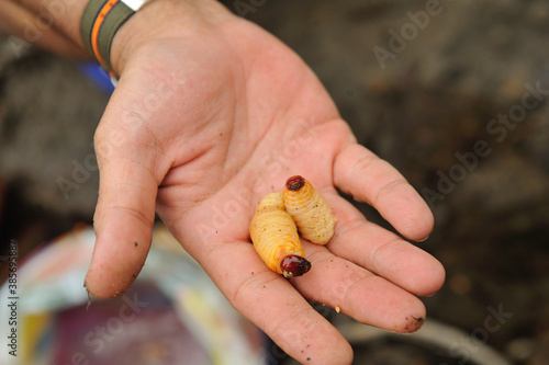 Hand hold sagoo worm photo