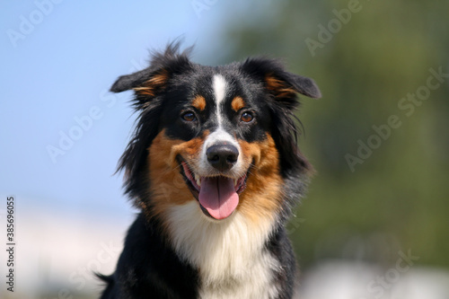 Portrait of cute smiling black and white tricolor Australian shepherd with background of green grass and blue sky. Nice and funny aussie dog with funny ears outside on hot, sunny summer day