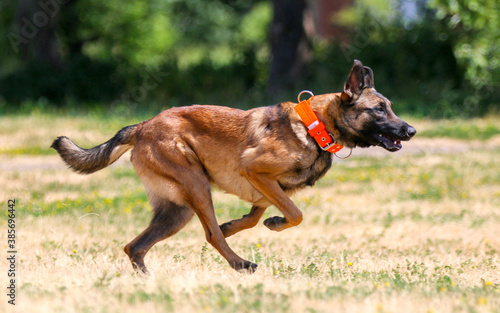 Working Belgian shepherd malinois dog running full speed on hot sunny summer day. Full attention red, sable with black mask on face malinois in orange collar running outside with green background