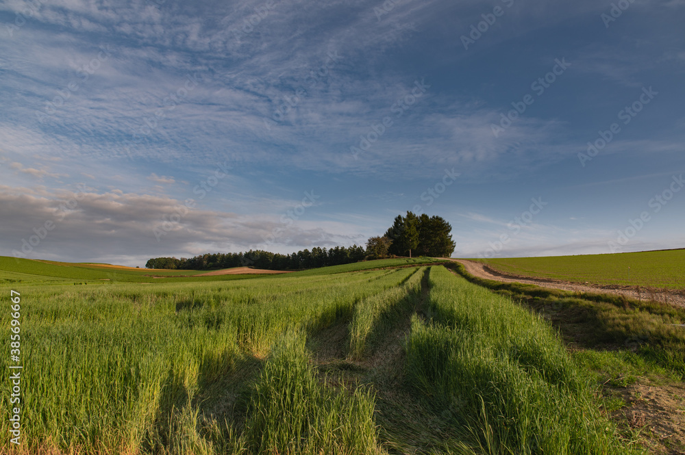 Fototapeta premium 10月美瑛の大地模様