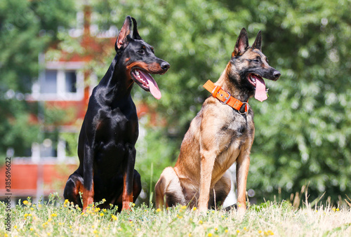 Two young and beautiful working breed dogs - Belgian shepherd malinois and black and tan German doberman with cropped ears sitting outside on hot summer day. Two smartest obedient breeds after work