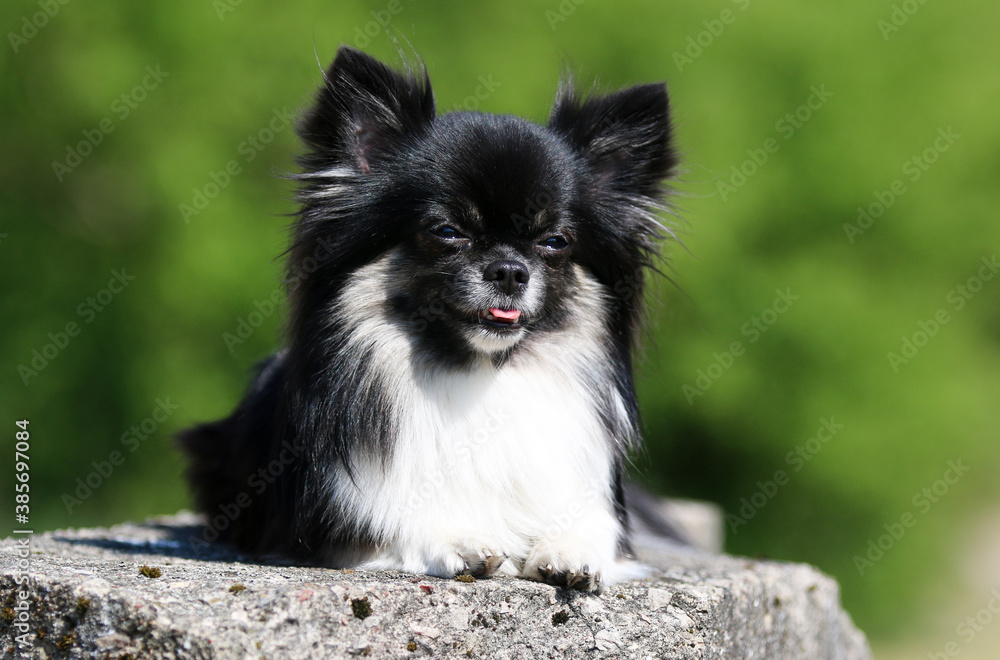 Obraz premium Cute long haired chihuahua dog sitting outside on a rock with green background. Nice and pretty black and white tricolor chiwawa male with black mask on face sits outdoors on sunny summer day
