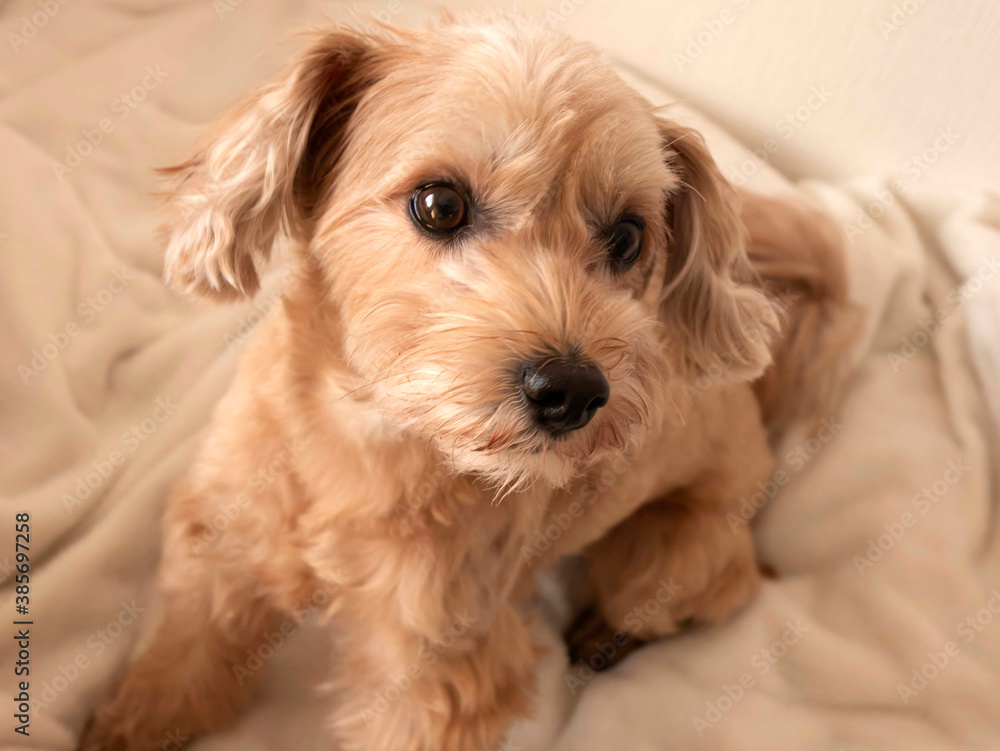 じっと座って見つめるかわいいアプリコットの小型犬【マルプー・トイプードル】 じっと座って見つめるかわいいアプリコットの小型犬【マルプー・トイプードル】