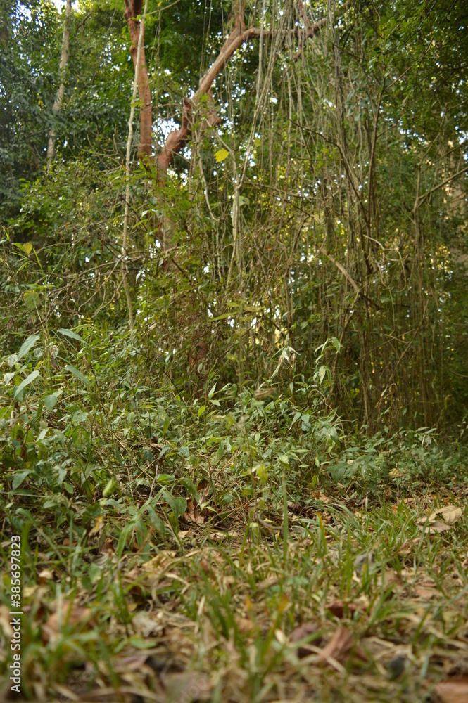 Fototapeta premium The beaches, jungles and Mayan temples of Honduras, Central America