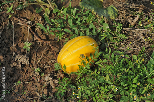 Yellow Korean melon in the garden 