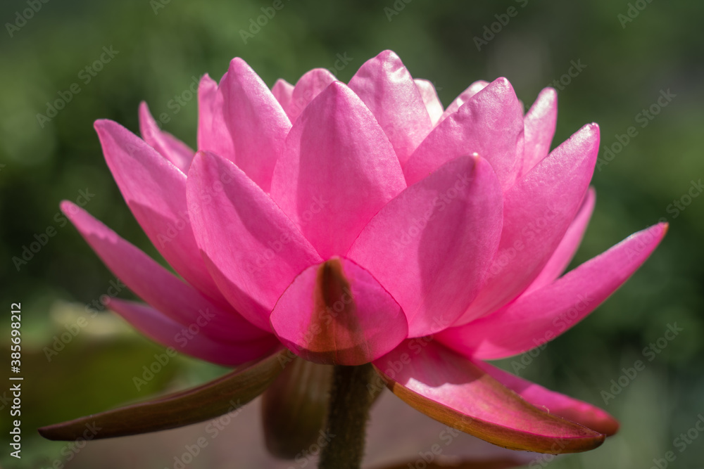 Closeup view of dark pink water lily flower blooming outdoors in bright sunlight Closeup view of dark pink water lily flower blooming outdoors in bright sunlight
