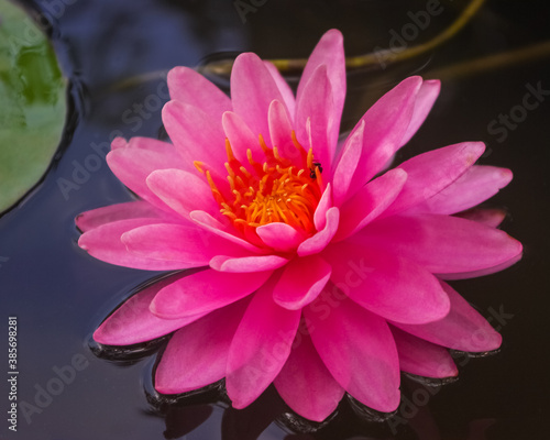 Obraz na plátně Dark pink waterlily flower in pond